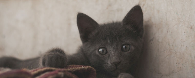 绝育的公猫还会发情吗
