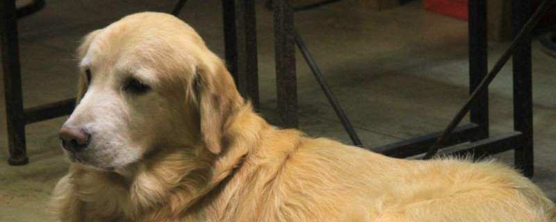 金毛犬眼睛流泪怎么治