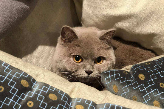 猫咪弓背是什么原因