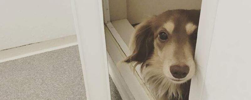狗怕放炮怎么处理