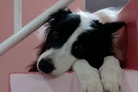 狗狗的眼睛能看见彩色吗
