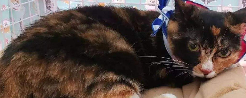 猫适合养卧室吗