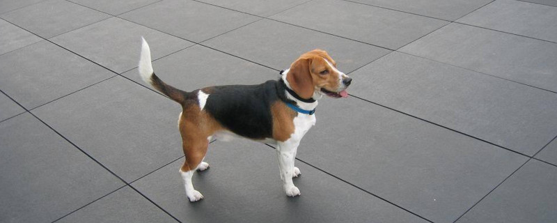 为什么比格犬不会看门