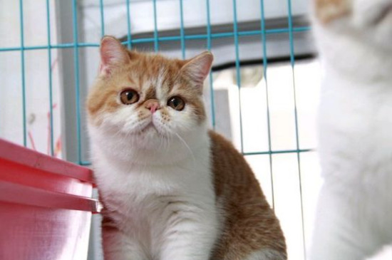 猫养在家会得猫瘟吗