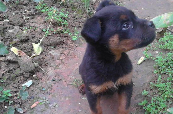罗威纳犬怎么训练