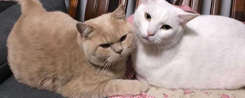橘猫是中华田园猫吗