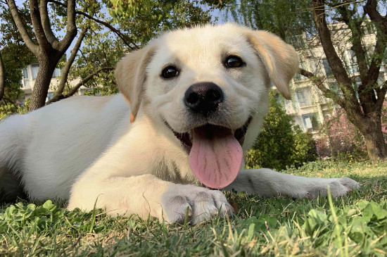 狗狗发烧症状吃什么药