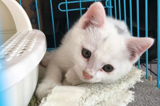猫抓伤了要打疫苗吗