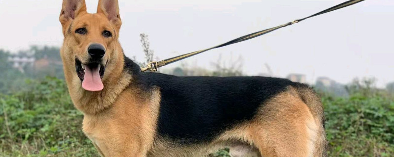 昆明犬如何训练