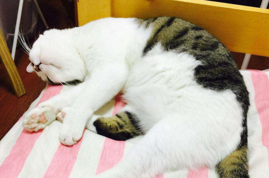 猫吃塑料袋是怎么回事