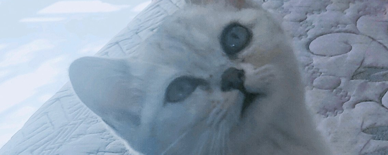 猫吃猪肉吗