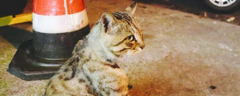 狸花猫怎么样才温顺