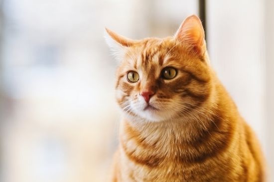 猫吃一点巧克力怎么办
