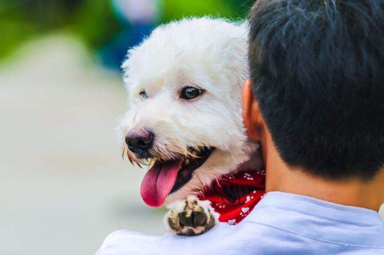 养狗的人容易得什么病