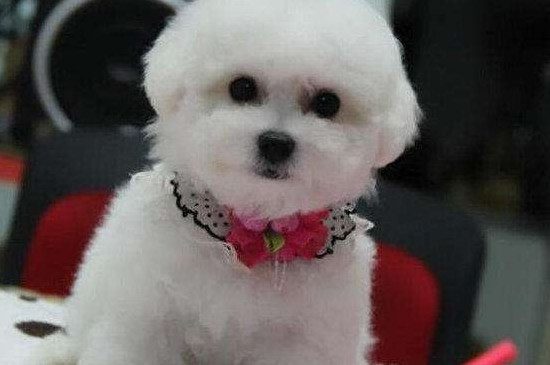 比熊犬什么时候打疫苗