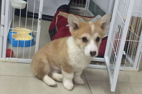 狗内脏出血会自愈吗