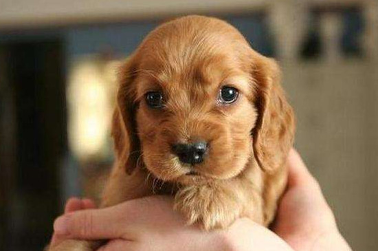 可卡犬适合家养吗