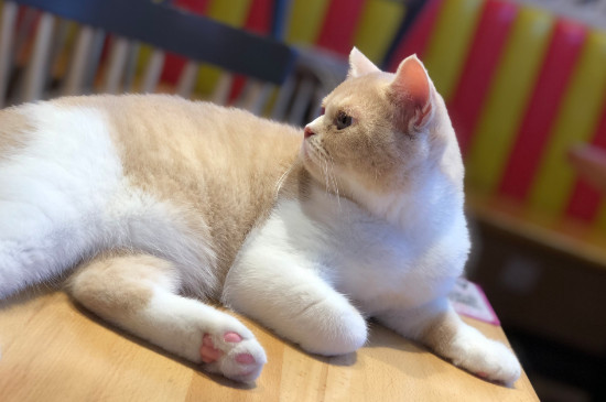猫咪总是噗噗的呼吸声