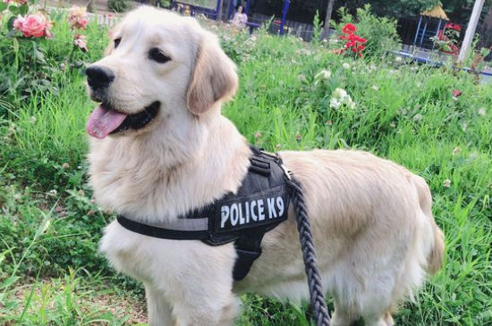 长毛犬的种类