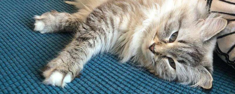 猫咪耳螨用什么药