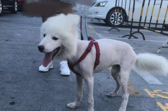 萨摩耶串串特征