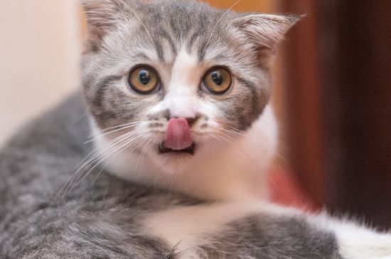 猫能上动车吗