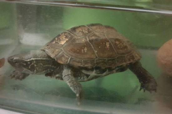 乌龟身上有白色油状物
