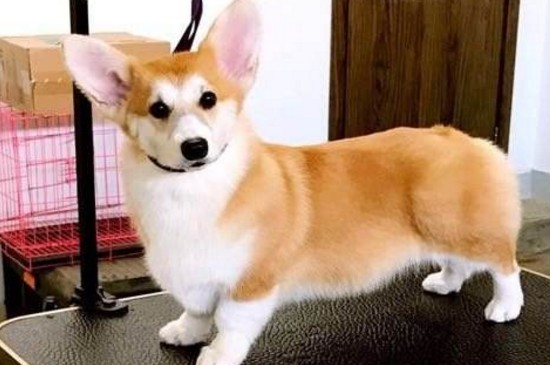 养柯基犬的禁忌
