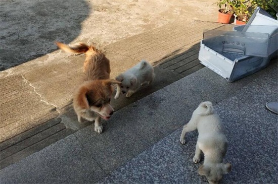 宠物狗可以吃饭吗