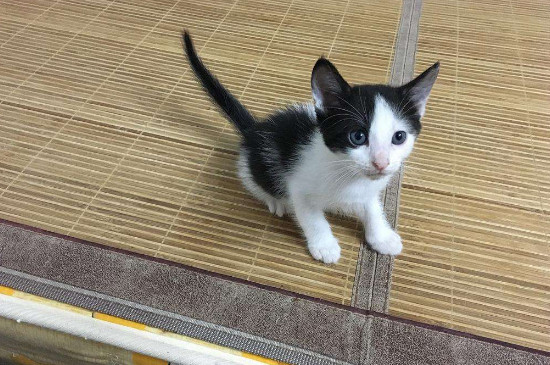 奶牛猫认主人吗