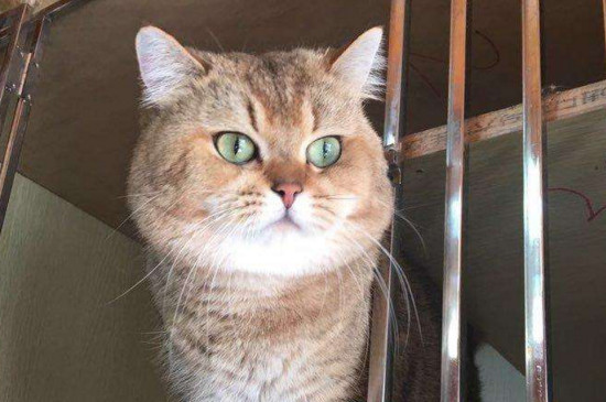 猫吐透明粘稠液体