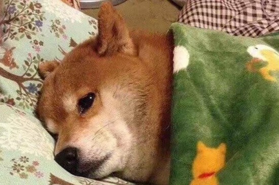 柴犬拉稀怎么办，造成柴犬腹泻的3种原因和处理方法