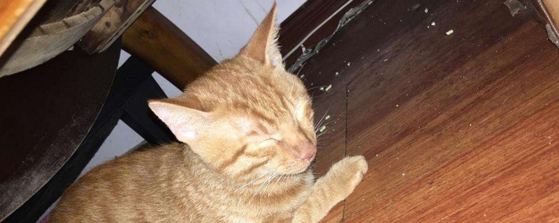 猫吃药吐白沫
