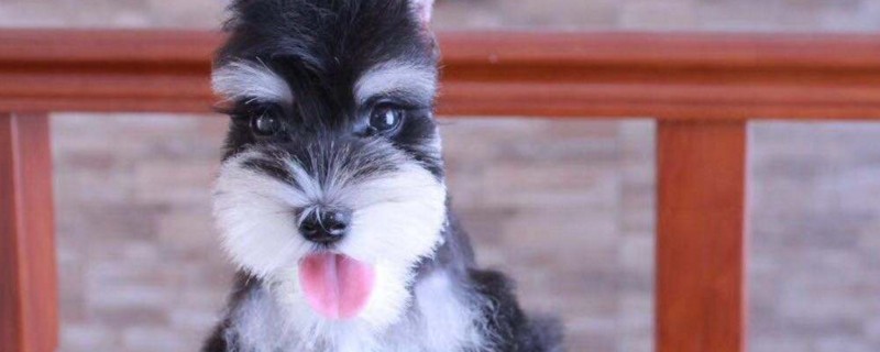 雪纳瑞犬好养吗