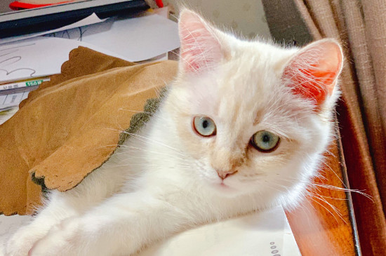 猫咪吐血水是怎么回事