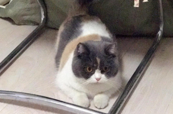 家养三花猫注意事项