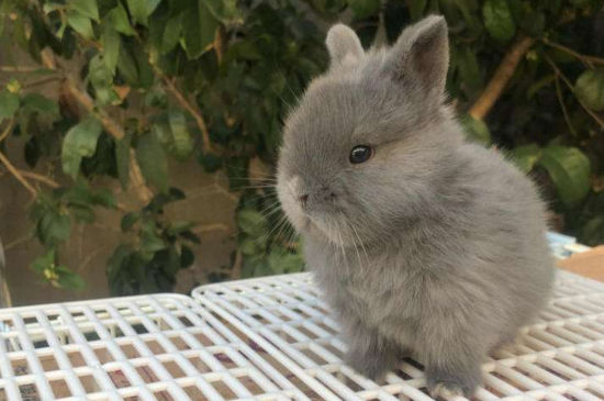 宠物兔子可不可以吃麦冬草