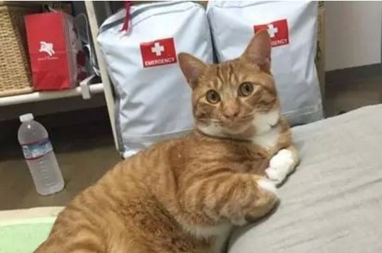 橘猫为什么不胖脸