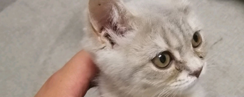 让小猫咬了用打针吗