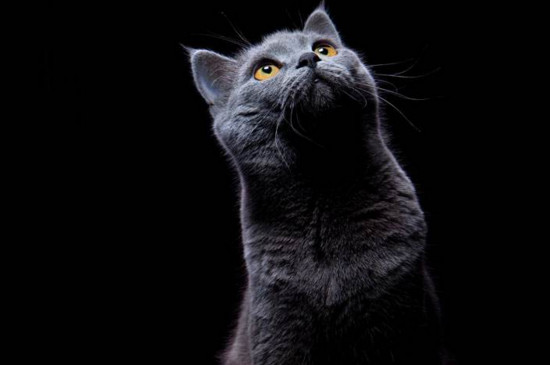 全身灰色的猫是什么猫