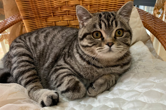 猫能不能吃鸭肉