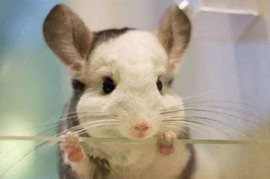 龙猫真死和假死症状