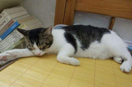 小猫声音沙哑怎么回事