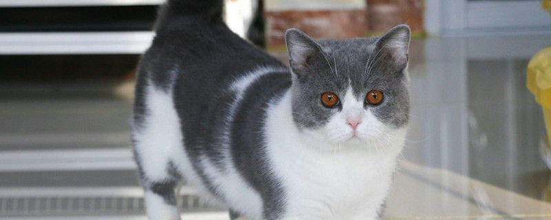 猫咪配种需要关笼子嘛，一般不需要关笼子以免打架
