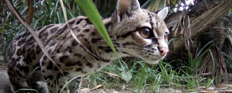 豹猫和孟加拉猫的区别