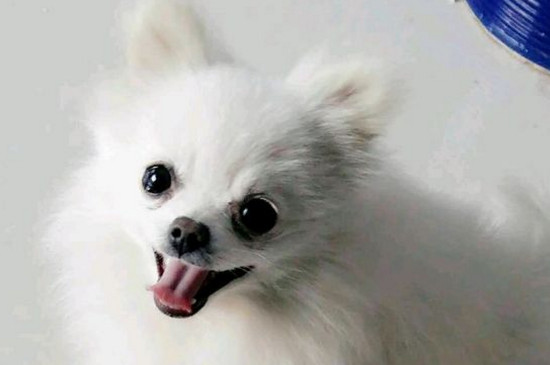 为什么说博美不好养