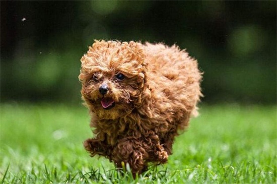 泰迪跟贵宾有什么区别，泰迪是贵宾犬的一种造型