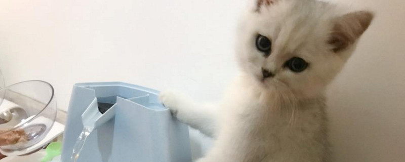 猫急性肠胃炎能自愈吗