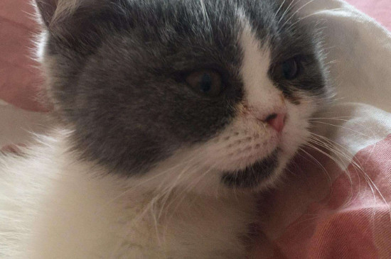 猫咪突然在床上拉尿
