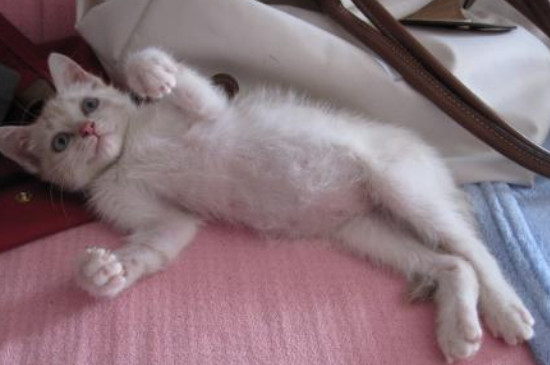 小猫脱肛会自愈吗